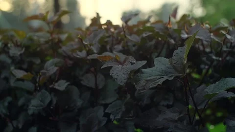 Green hedge under rain. Summer rainy weather day in backyard, green wet bush Stock Footage 251737962