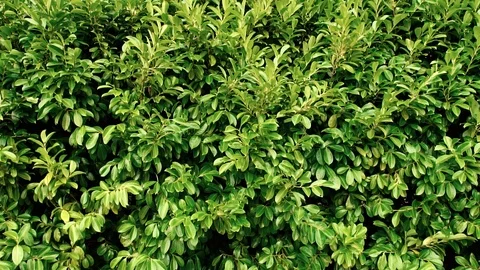 Green hedge, wind blows, branches sways, slow motion 스톡 동영상 103578177