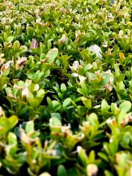 Green hedgerow abstract background Foto stock