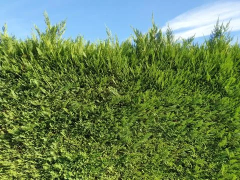 Green hedgerow wall background Stock Photos