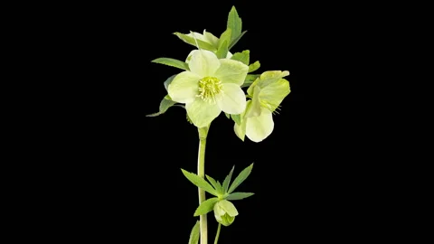 Green hellebore bloom buds ALPHA matte, FULL HD (Helleborus caucasicus) Stock Footage 106524159
