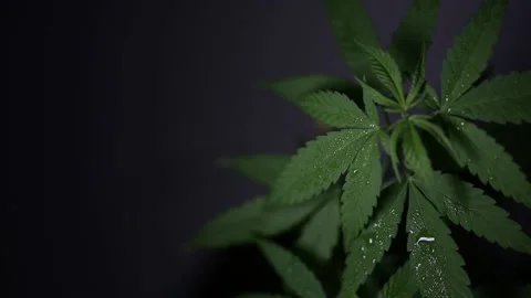 Green hemp bush on a dark background Stock Footage 155325577