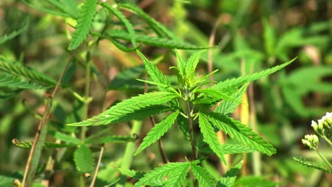 Green hemp bush Stock Footage 101402492
