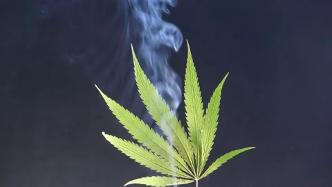 Green hemp leaf Video stock 142299213
