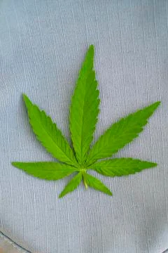 Green hemp leaf on a gray background with patterns. Medical herb. Stock Photos