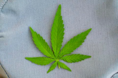 Green hemp leaf on a gray background with patterns.Medical herb Horizontal ph Stock-Fotos