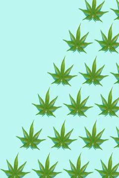 Green hemp leaves pattern on blue background. 3d render texture. Stock Illustration