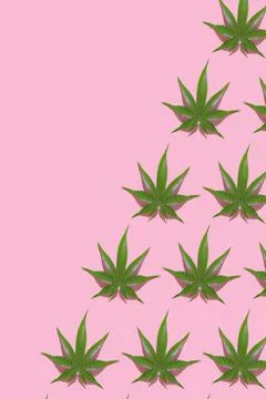Green hemp leaves pattern on pink background. 3d render texture. Illustrazione stock