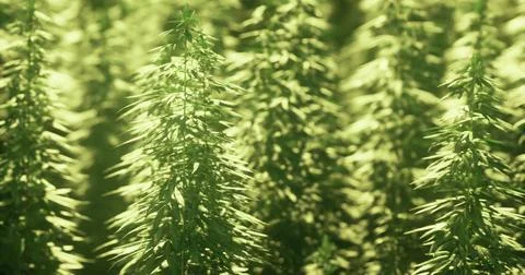 Green hemp plants thrive in rows under warm sunlight in the field Stock Illustration