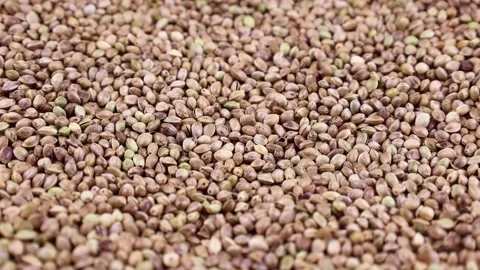 Green hemp seeds falling down close up Stock Footage 236932495