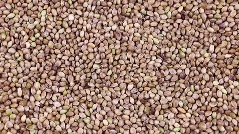 Green hemp seeds texture circle rotation close up top view Stock Footage 237254725
