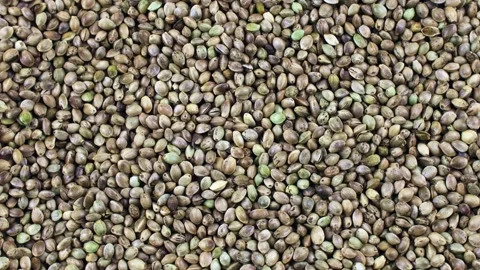 Green hemp seeds texture circle rotation close up top view Stock Footage 244301596