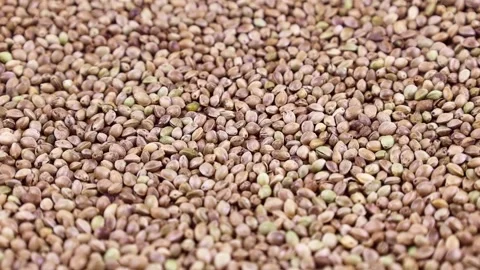 Green hemp seeds texture circle rotation close up Video stock 252803856