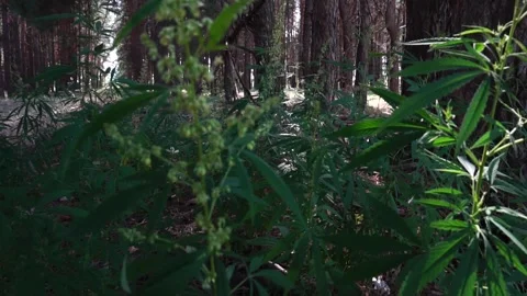 Green hemp sways in the wind in the forest. Slow motion Stock Footage 246823900
