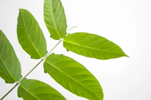 Green herb branches Stock Photos