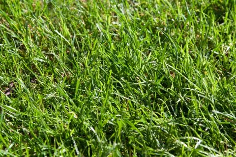 Green herb with dewdrop Stock Photos