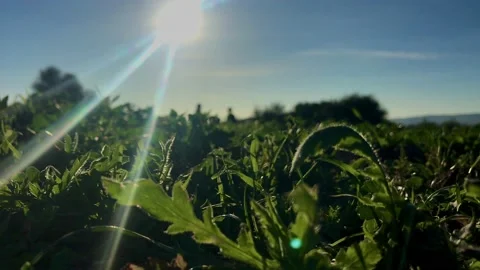 GREEN HERB Stock Footage 150434815