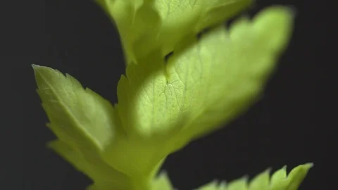 Green herb macro light sweep isolated Stock Footage 119080280