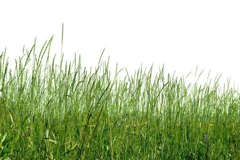 Green herb Foto stock