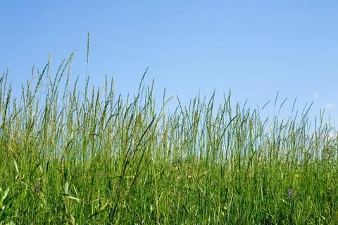 Green herb Stock Photos