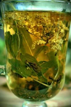 Green herbal tea Stock Photos