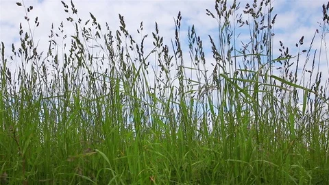 Green herbs on the background Stock Footage 98063171
