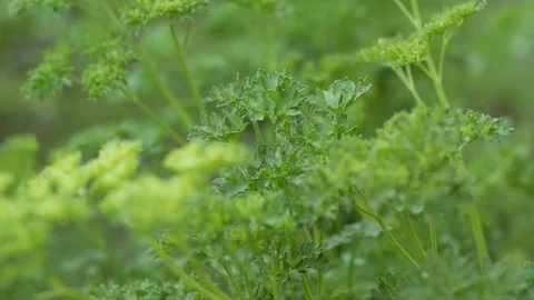 Green herbs in garden Stock Footage 99252469