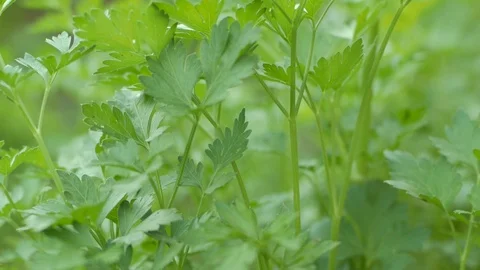 Green herbs in garden Stock Footage 99252485