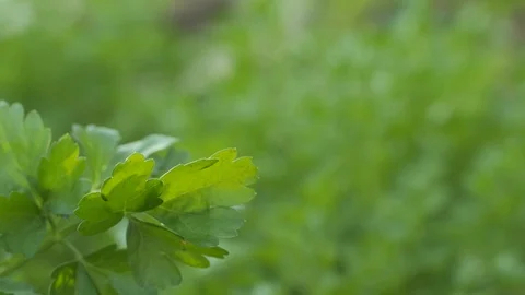 Green herbs in garden Stock Footage 99252534