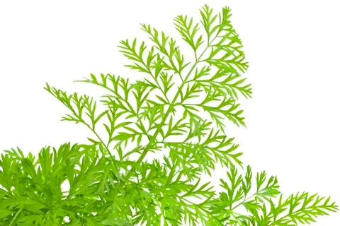 Green herbs Stock Photos