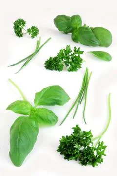 Green herbs on white background Stock Photos