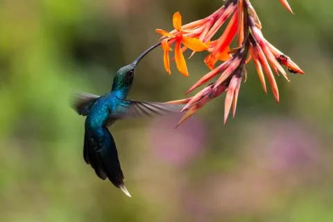 Green hermit, hovering next to orange flower, bird from mountain tropical for Stock Photos