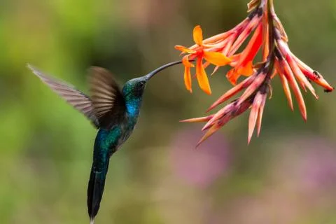 Green hermit, hovering next to orange flower, bird from mountain tropical for Stock Photos