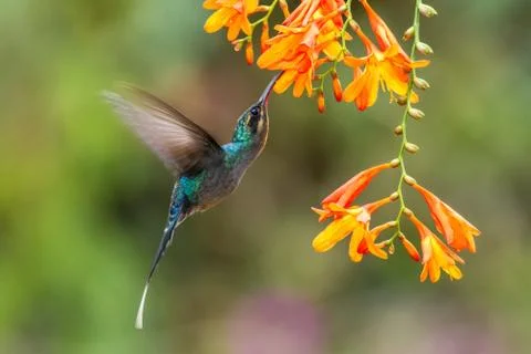 Green hermit, hovering next to orange flower, bird from mountain tropical for Stock Photos