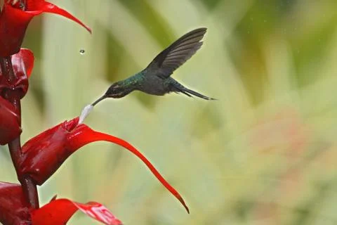Green hermit, hovering next to red flower in garden, bird from mountain tropi Stock Photos