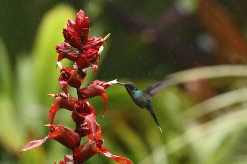Green hermit, hovering next to red flower in garden, bird from mountain tropi Stock Photos