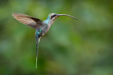 Green Hermit, Phaethornis guy, clear light green background, Costa Rica Stock Photos