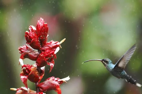 Green hermit, Phaethornis guy, hovering next to red flower in garden, bird fr Stock Photos