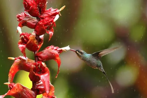 Green hermit, Phaethornis guy, hovering next to red flower in garden, bird fr Stock Photos