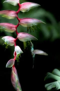 Green hermit (Phaethornis guy) hovering next to big red flower, bird in fligh Stock Photos