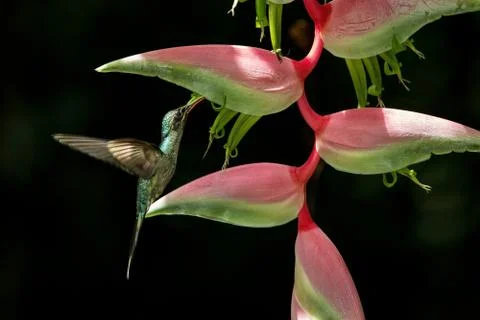 Green hermit (Phaethornis guy) hovering next to big red flower, bird in fligh Stock Photos