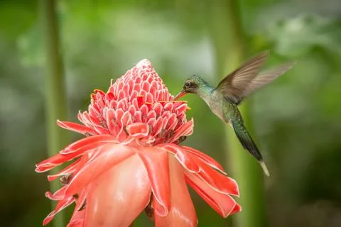 Green hermit (Phaethornis guy) hovering next to big red flower, bird in fligh Stock Photos