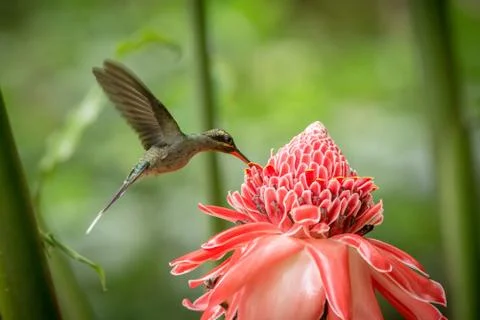 Green hermit (Phaethornis guy) hovering next to big red flower, bird in fligh Stock Photos