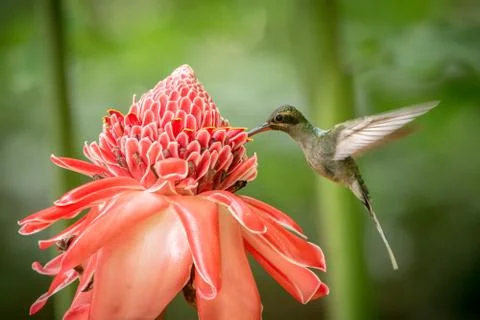 Green hermit (Phaethornis guy) hovering next to big red flower, bird in fligh Stock Photos