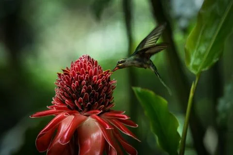Green hermit (Phaethornis guy) hovering next to big red flower, bird in fligh Stock Photos