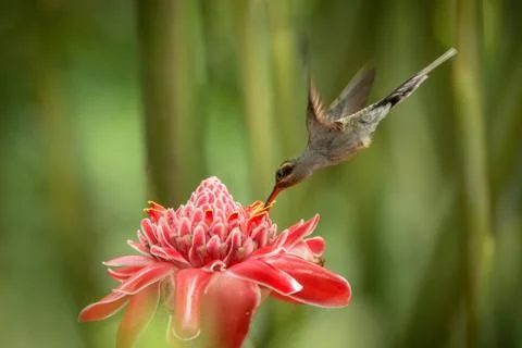 Green hermit (Phaethornis guy) hovering next to big red flower, bird in fligh Stock Photos