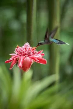 Green hermit (Phaethornis guy) hovering next to big red flower, bird in fligh Stock Photos