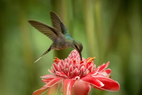 Green hermit (Phaethornis guy) hovering next to big red flower, bird in fligh Stock Photos