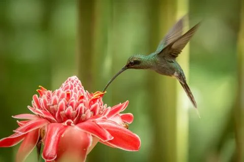 Green hermit (Phaethornis guy) hovering next to big red flower, bird in fligh Stock Photos