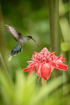 Green hermit (Phaethornis guy) hovering next to big red flower, bird in fligh Stock Photos